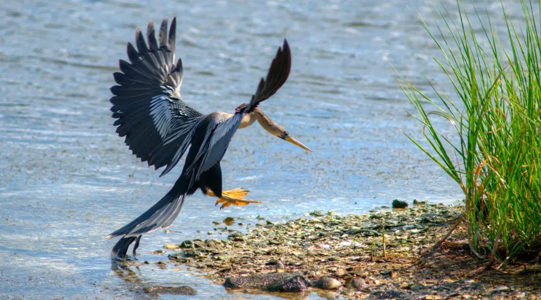 Bird-Watching Eco Tour Bird-Watching Eco Tour
