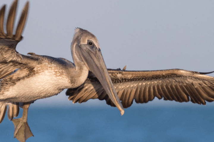 a bird flying in the sky
