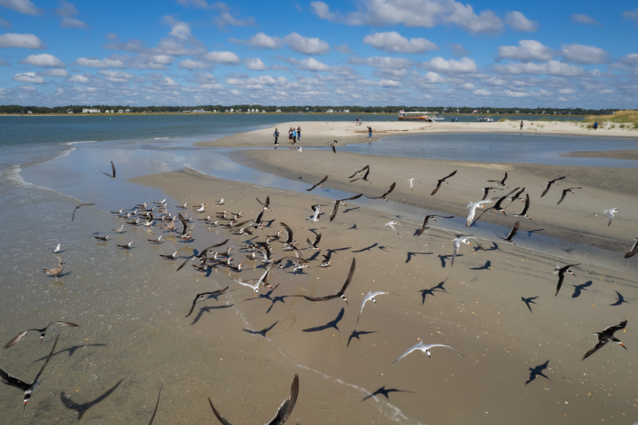 a flock of seagulls standing on a beach near a body of water