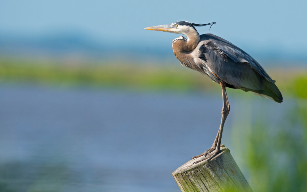 a close up of a bird perched on top of a body of water