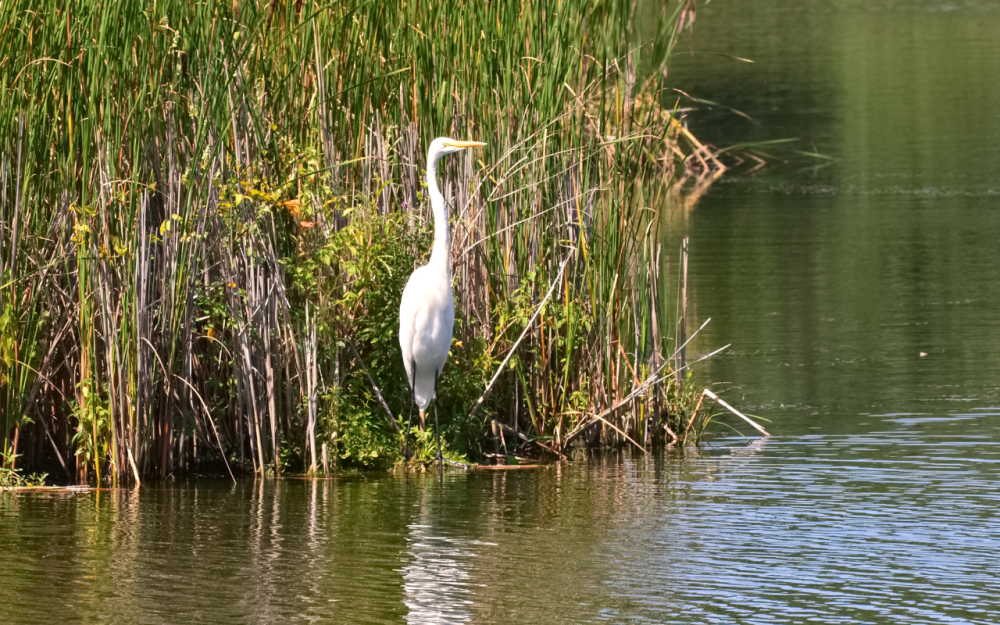 a bird standing in front of a body of water