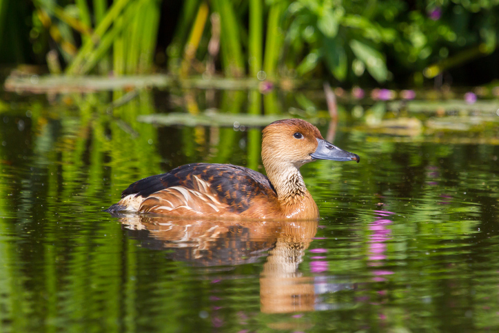 Fulvous Whistling Duck Fulvous Whistling Duck in water.