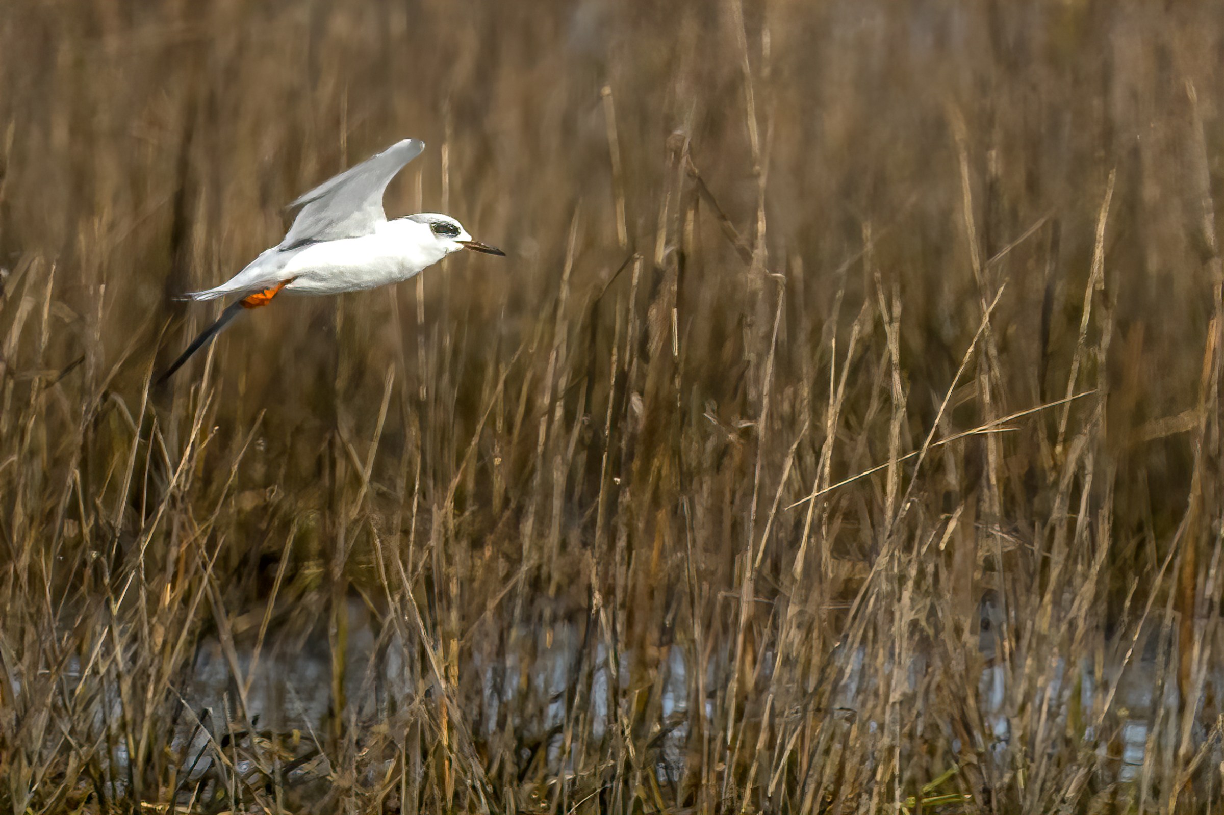 Forsters Tern Forsters Tern in flight in Murrells Inlet, SC