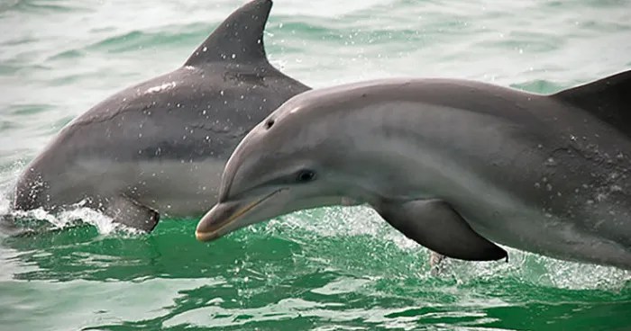 Two dolphins swimming in greenish ocean water.