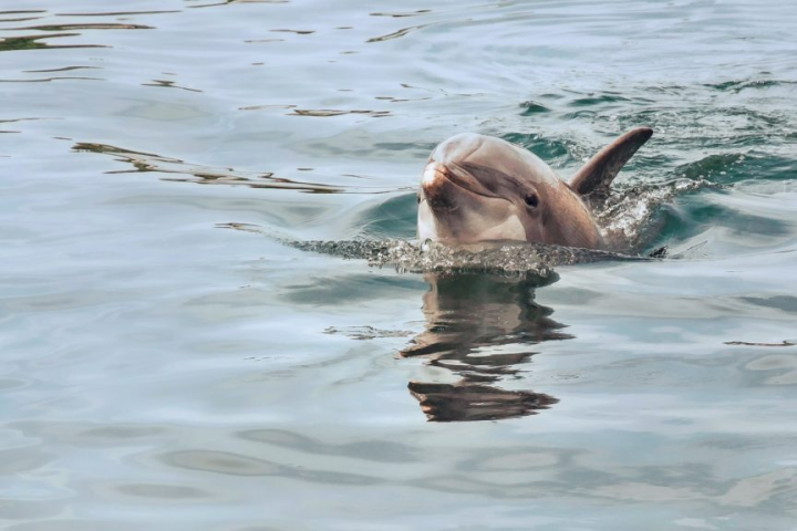 A dolphin swimming and surfacing in calm blue water.
