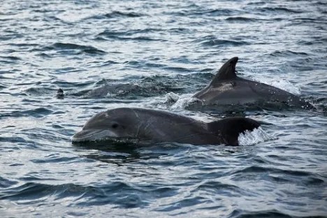 Two dolphins swimming in the ocean's surface water.