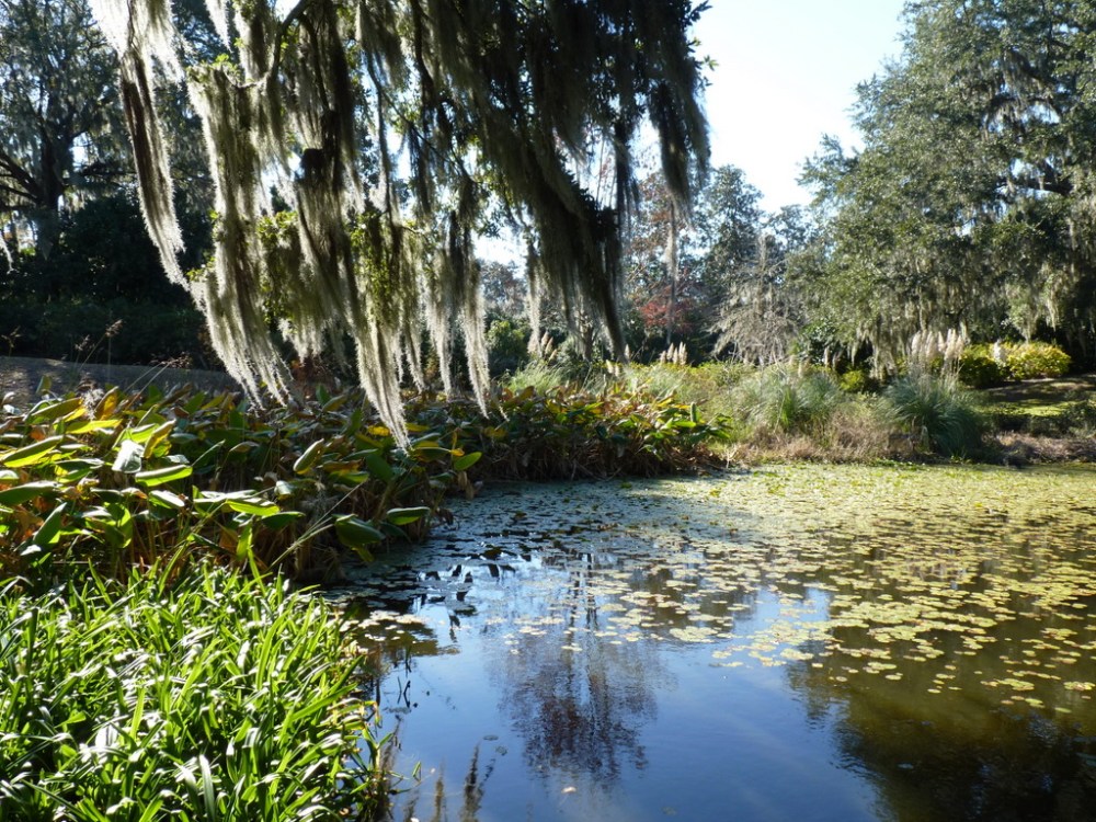 Lush garden scene with lily pads on a pond and trees draped in Spanish moss.