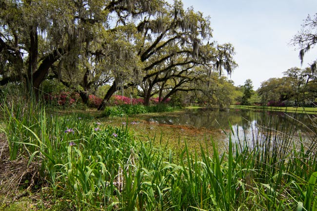 Pond with lush grass and trees with hanging moss on a sunny day.