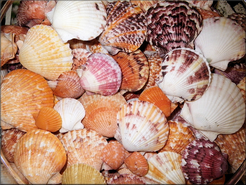 Pile of colorful seashells with various patterns and sizes.