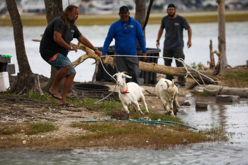 Three men with ropes guide two goats near a lakeside.