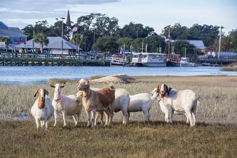 Group of goats grazing near waterfront with buildings in the background.