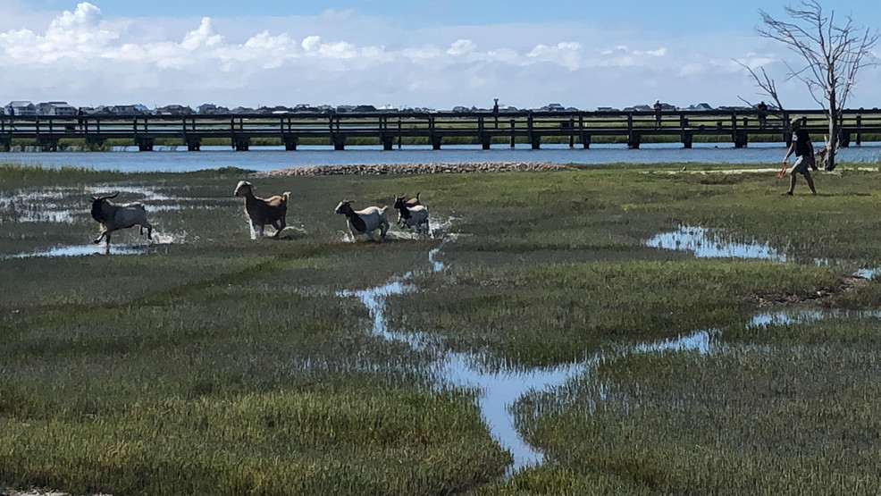 Person herding goats across a marshy field near a river.