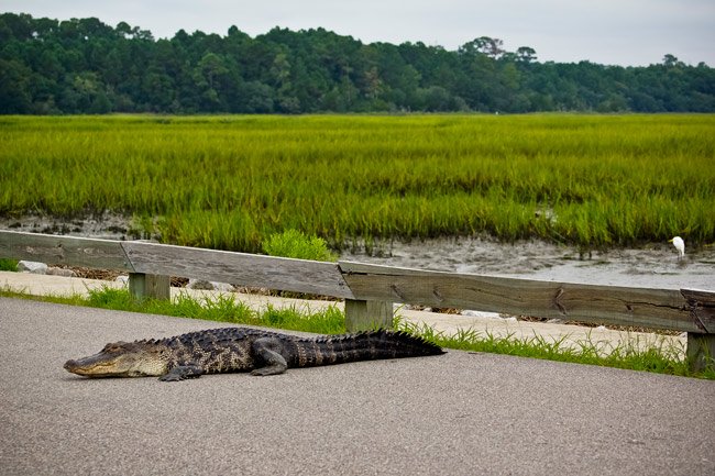 Alligator resting on a road by a marsh with green grass and trees.