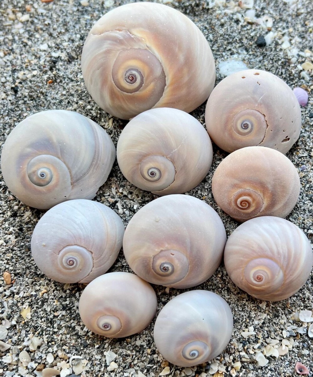 Spiral shells arranged on sandy ground.