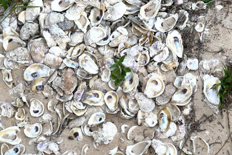 A pile of oyster shells on sandy ground with some green plants growing through.