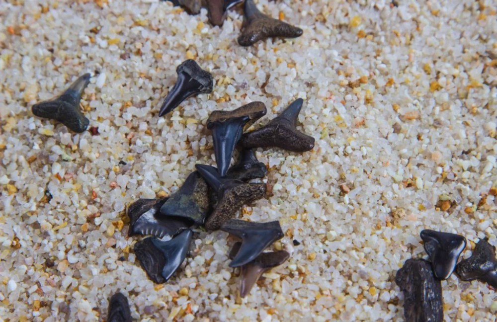 Collection of shark teeth on sandy beach.