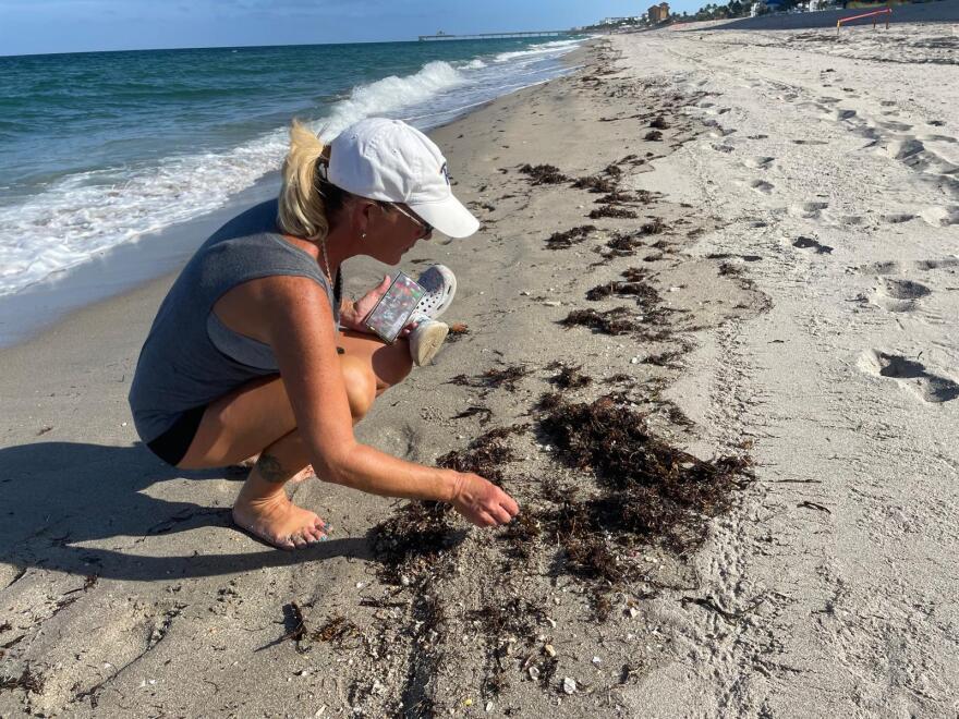 Person crouching on beach inspecting seaweed at shoreline.