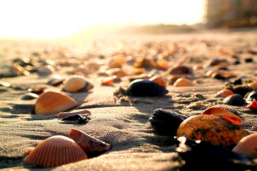 Close-up of seashells scattered on a sandy beach with a warm sunset glow.