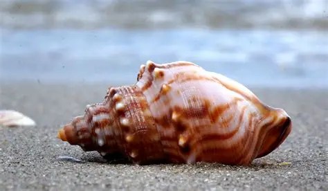 Seashell on sandy beach with ocean in background.