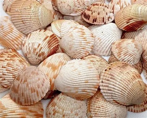 A collection of variously sized, textured seashells in shades of beige and brown.