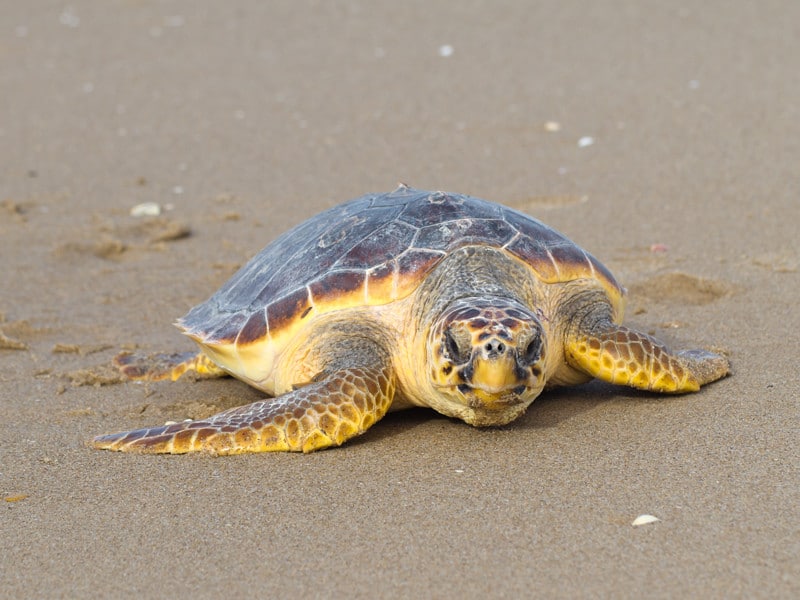 Sea turtle on sandy beach looking towards the camera.