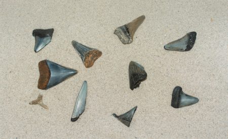 Collection of various fossilized shark teeth on a sandy surface.