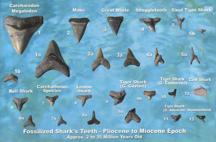Image of various fossilized shark teeth labeled with species names.